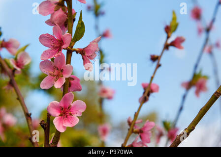 Cherry blühenden Garten Howraman Tal im Zagros Berge. Provinz Kurdistan, Iran. Stockfoto