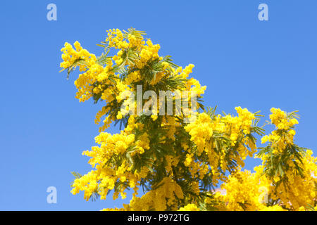 Bunte helle gelbe Acaia dealbata Blumen, Mimosen, blau Flechtwerk oder Silber wattle blühen im Frühling vor blauem Himmel Stockfoto