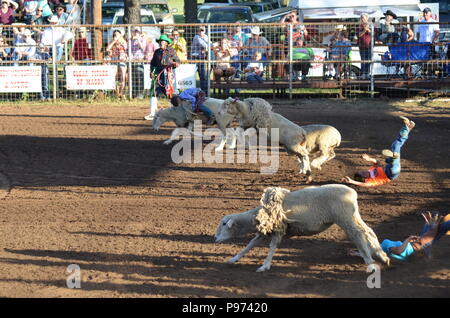 Hammel Sprengende, wo die Kinder Schafe in einem Rodeo Arena fahren. Der letzte Weg zu fallen, gewinnt einen Preis. Die Sieger jeder Runde auf ein neues Fahrrad gewonnen. Stockfoto