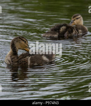 Baby Enten schwimmen in einem Teich Stockfoto