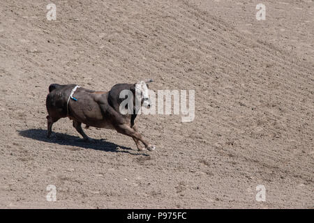 12. Juli 2018 Bull Running nach dem Abheben eines Teilnehmers beim Bull Riding Event im Calgary Stampede Rodeo, Stampede Grounds, Calgary, Alberta. Stockfoto