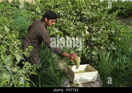 Kandahar, Afghanistan. 14. Juli 2018. Ein afghanischer Bauer arbeitet auf einem Weingut in der Provinz Kandahar, Afghanistan, 14. Juli 2018. Credit: Sanaullah Seiam/Xinhua/Alamy leben Nachrichten Stockfoto