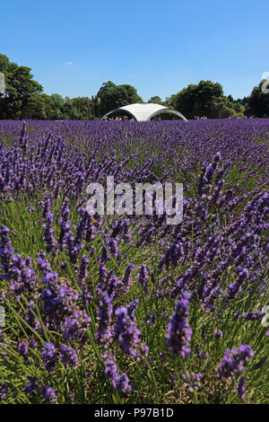 Banstead Surrey England UK. 15. Juli 2018. Ein herrlicher Sommertag an der Lavendelfelder im Banstead Surrey. Credit: Julia Gavin/Alamy leben Nachrichten Stockfoto