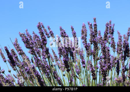 Banstead Surrey England UK. 15. Juli 2018. Ein herrlicher Sommertag an der Lavendelfelder im Banstead Surrey. Credit: Julia Gavin/Alamy leben Nachrichten Stockfoto