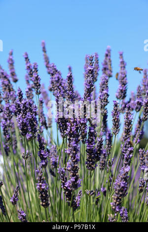 Banstead Surrey England UK. 15. Juli 2018. Ein herrlicher Sommertag an der Lavendelfelder im Banstead Surrey. Credit: Julia Gavin/Alamy leben Nachrichten Stockfoto