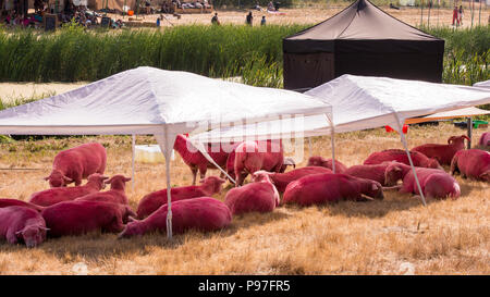 Die kultige rosa Schafe hütete aus der intensiven Hitze bei Latitude Festival, henham Park, Suffolk, England, 15. Juli 2018 Stockfoto