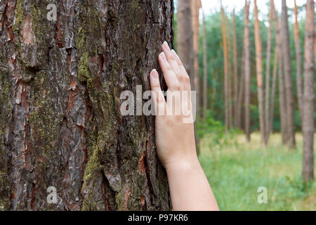 Junge Frau berührt die Hände des Stammes und der Rinde eines Baumes im Wald Stockfoto