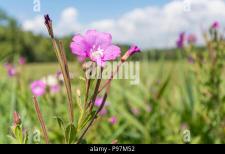 Große blumen Weidenröschen (Epilobium hirsutum, AKA großen, haarigen Haarigen Weidenröschen Weidenröschen) wächst in der Britischen Landschaft in West Sussex, UK. Stockfoto