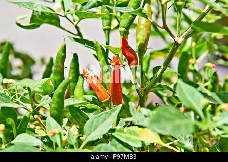 Rote und grüne Chili hängen auf Zweig von grünen Garten, geringe Tiefe des Feldes Stockfoto