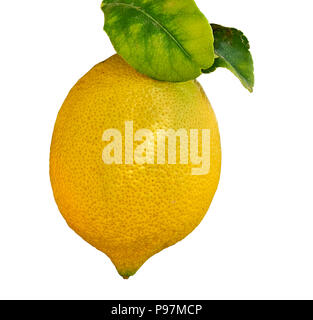 Gelbe Zitrone hängen auf Zweig von Zitrusfrüchten Baum, weiß mit Freistellungspfad isoliert Stockfoto