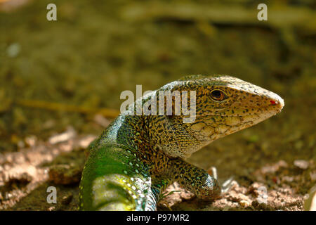 Giant ameiva ameiva ameiva (); Kopie in Freiheit genommen Stockfoto