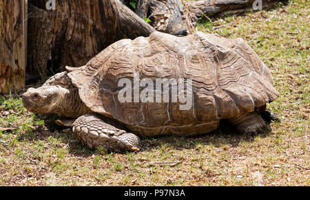 Afrikanische trieb Schildkröte, Geochelone sulcate. Zoo Tier. Stockfoto