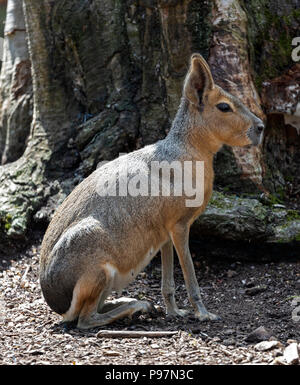 Patagonian Mara, Dolichotis patagonum. Zoo Tier. Stockfoto