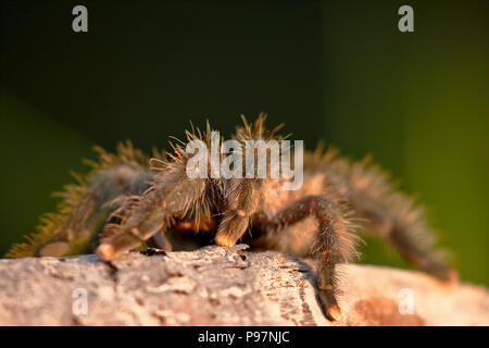 Südamerikanische rosa Toe (Avicularia avicularia); Kopie in Freiheit genommen Stockfoto