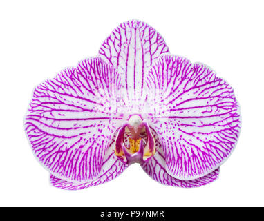 Orchird Flower Isolated On White Stockfoto