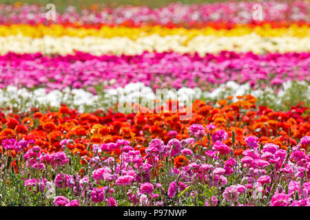 Bunten ranunkeln Blume Zeilen an einem sonnigen Tag, Textur Hintergrund Stockfoto