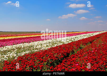 Mehrfarbige Blume Linien, die sich bis zum Horizont Stockfoto