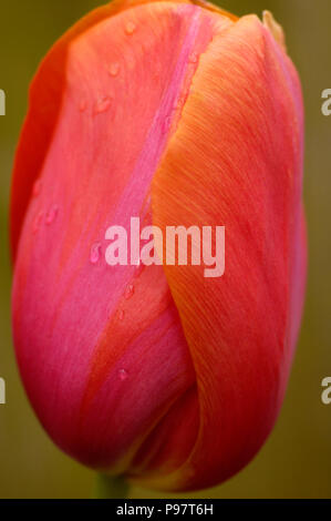 Künstlerische Nahaufnahme von Tulpe geschlossen Bud, Farben von Rot, Fuchsia und orange Stockfoto