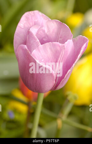 Lila oder Lavendel tulip Farbige Stockfoto