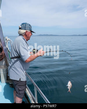 Pensionierte erwachsenen Mann angeln auf Boot, einen Snapper - in der Doubtless Bay, weit North District, Northland, Neuseeland, NZ Stockfoto