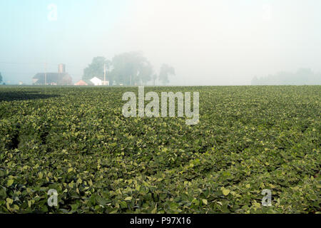 Eine entfernte Farm ergibt sich für einen frühen Sommer Nebel in Northern Illinois in der Nähe von Richmond, Illinois, USA. Stockfoto