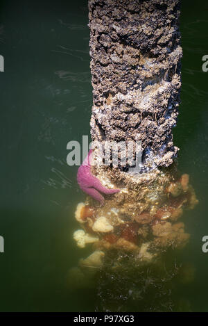 Ocean Pier ansammeln. Gezeiten Meer leben klammert sich an die Pfähle einer Salzwasser Pier. Stockfoto
