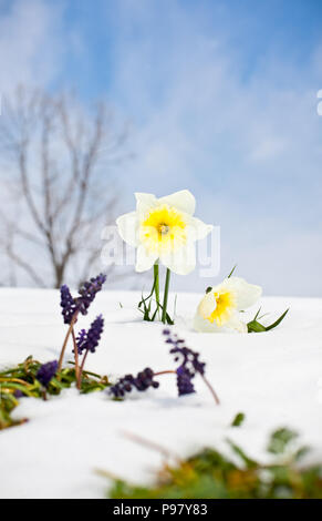 Die ersten Knospen Narzisse Blumen im Frühling. Saison Konzept. Stockfoto