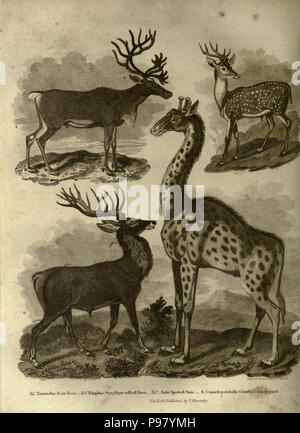 Eine Geschichte der Erde und animierte Natur. New York: T. Kinnersley, 1825. Stockfoto