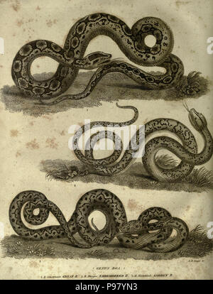 Eine Geschichte der Erde und animierte Natur. New York: T. Kinnersley, 1825. Stockfoto