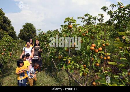 Kunming, Provinz Yunnan in China. Am 15. Juli 2018. Kinder abholen Früchte mit ihren Eltern auf einem Obsthof in Kunming, der Hauptstadt der Provinz Yunnan im Südwesten Chinas, 15. Juli 2018. Credit: Yang Zongyou/Xinhua/Alamy leben Nachrichten Stockfoto