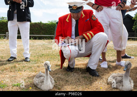 Shepperton, Großbritannien. 18. Juli 2016. David Friseur MVO, Swan Marker der Königin, sammelt Höckerschwäne und Eltern mit anderen Swan Oberteil auf der Themse während des ersten Tages des Swan Upping Volkszählung. Swan Upping ist eine jährliche 5-tägige zeremoniellen Swan Volkszählung, die die Sammlung, Kennzeichnung und Freigabe aller Cygnets oder Höckerschwäne, an der Themse. Es stammt aus mehr als 800 Jahren, als die Krone erhob das Eigentum an sämtlichen Höckerschwäne. Der erste Tag der Volkszählung findet zwischen Sunbury und Windsor. Credit: Mark Kerrison/Alamy leben Nachrichten Stockfoto