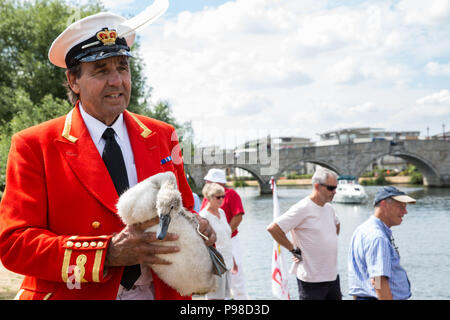 Shepperton, Großbritannien. 18. Juli 2016. David Friseur MVO, Swan Marker der Königin, sammelt Höckerschwäne und Eltern mit anderen Swan Oberteil auf der Themse während des ersten Tages des Swan Upping Volkszählung. Swan Upping ist eine jährliche 5-tägige zeremoniellen Swan Volkszählung, die die Sammlung, Kennzeichnung und Freigabe aller Cygnets oder Höckerschwäne, an der Themse. Es stammt aus mehr als 800 Jahren, als die Krone erhob das Eigentum an sämtlichen Höckerschwäne. Der erste Tag der Volkszählung findet zwischen Sunbury und Windsor. Credit: Mark Kerrison/Alamy leben Nachrichten Stockfoto