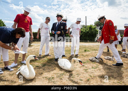 Shepperton, Großbritannien. 18. Juli 2016. David Friseur MVO, Swan Marker der Königin, sammelt Höckerschwäne und Eltern mit anderen Swan Oberteil auf der Themse während des ersten Tages des Swan Upping Volkszählung. Swan Upping ist eine jährliche 5-tägige zeremoniellen Swan Volkszählung, die die Sammlung, Kennzeichnung und Freigabe aller Cygnets oder Höckerschwäne, an der Themse. Es stammt aus mehr als 800 Jahren, als die Krone erhob das Eigentum an sämtlichen Höckerschwäne. Der erste Tag der Volkszählung findet zwischen Sunbury und Windsor. Credit: Mark Kerrison/Alamy leben Nachrichten Stockfoto