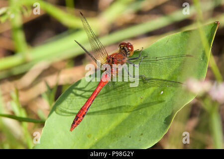 Ein männlicher Ruddy Darter libelle, Sympetrum sanguineum, in der Morgensonne. Stockfoto