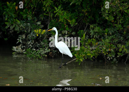 Silberreiher in Sundarbans. Bagerhat, Bangladesch. Stockfoto