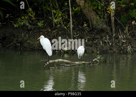 Silberreiher in Sundarbans. Bagerhat, Bangladesch. Stockfoto