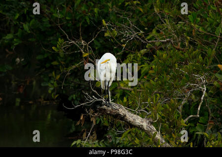 Silberreiher in Sundarbans. Bagerhat, Bangladesch. Stockfoto