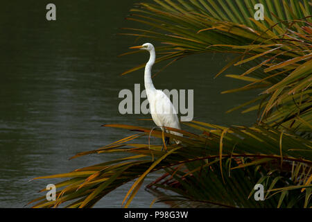 Silberreiher in Sundarbans. Bagerhat, Bangladesch. Stockfoto