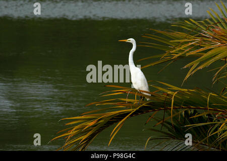 Silberreiher in Sundarbans. Bagerhat, Bangladesch. Stockfoto