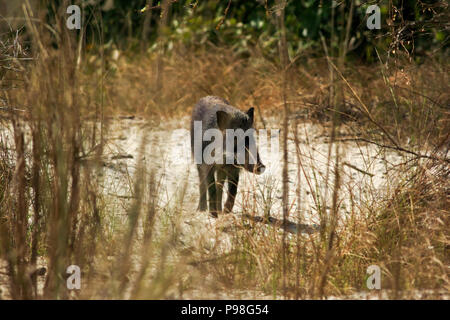 Ein Wildschwein in Sundarbans, ein UNESCO-Weltkulturerbe und ein Naturschutzgebiet. Bagerhat, Bangladesch. Stockfoto