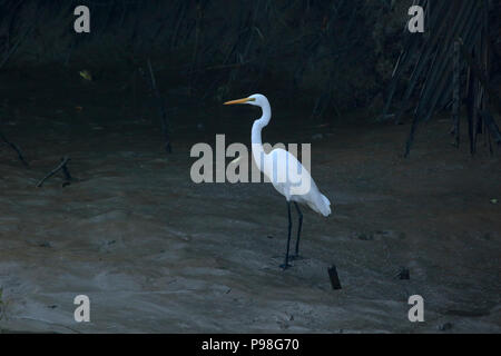 Silberreiher in Sundarbans. Bagerhat, Bangladesch. Stockfoto