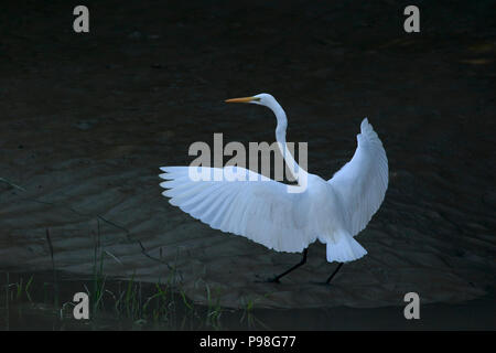 Silberreiher in Sundarbans. Bagerhat, Bangladesch. Stockfoto