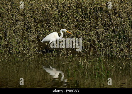 Silberreiher in Sundarbans. Bagerhat, Bangladesch. Stockfoto