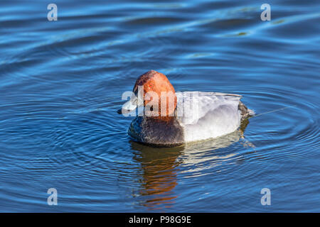 Pochard männlichen Schwimmen im See im Frühjahr Stockfoto