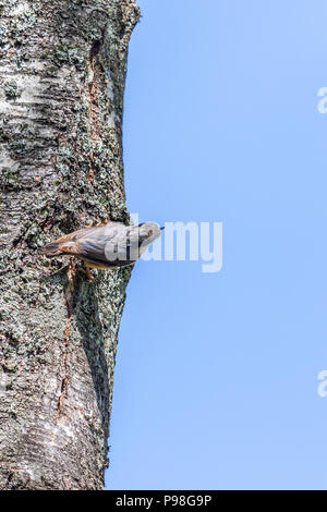 Kleiber auf einem Baumstamm und Wegsehen Stockfoto