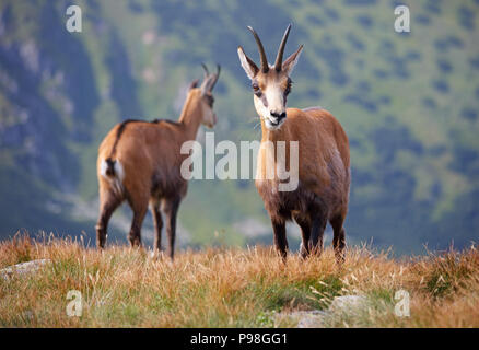 Familie Tatragemse in ihrem natürlichen Lebensraum - Niedere Tatra Nationalpark - Slowakische Republik. Stockfoto