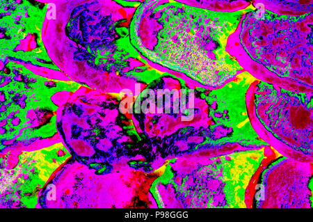 Abstrakte Digitale Bild von Crimson abgerundeten Formen schwimmen in hell-grün Ocean Stockfoto