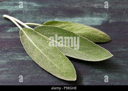 Frische Blätter von Heilpflanzen von Salbei Stockfoto