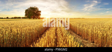 Gold Weizen flied Panorama mit Baum bei Sonnenuntergang, ländliche Landschaft Stockfoto