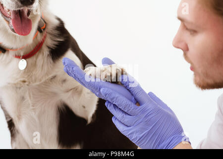 Hund, geprüft an der Tierklinik mit thir Eigentümer. Stockfoto